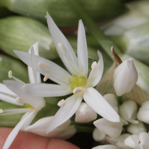 Bärlauch – Allium ursinum