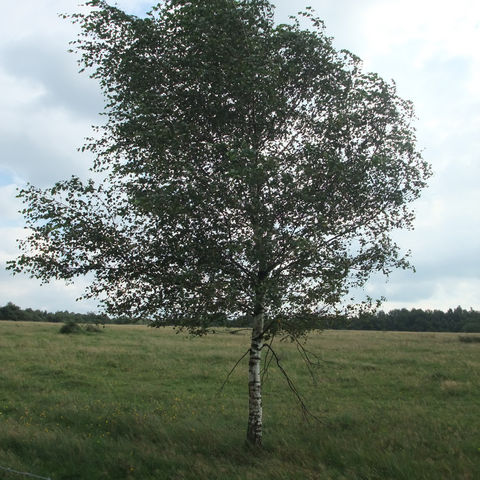 Birke (Hängebirke / Moorbirke) – Betula pendula / pubescens