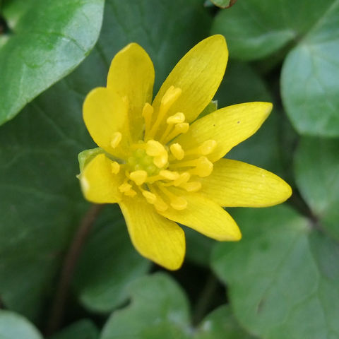 Scharbockskraut – Ficaria verna/Ranunculus ficaria