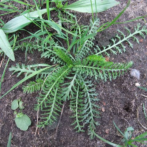 Schafgarbe (Gewöhnliche oder Wiesen-) - Achillea millefolium - Kräuterkiste