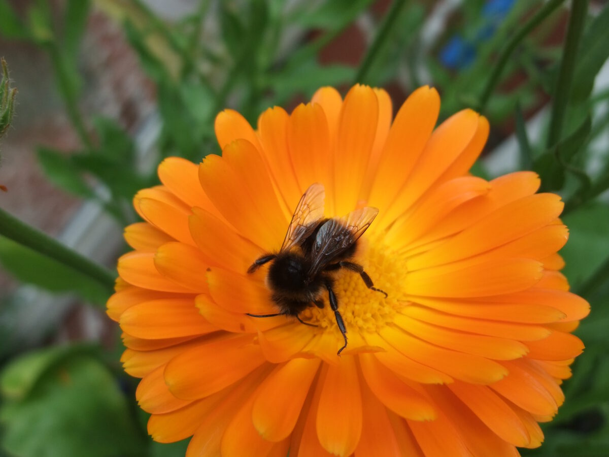Bundesweiter Pflanzwettbewerb 2021 „Wir tun was für Bienen!”