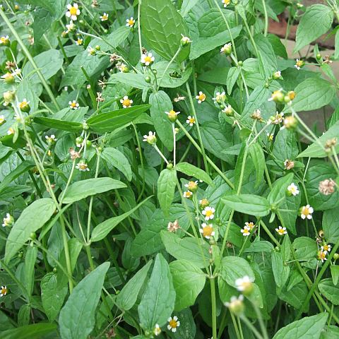 Franzosenkraut –  Galinsoga.. – Korbblütler (Asteraceae)