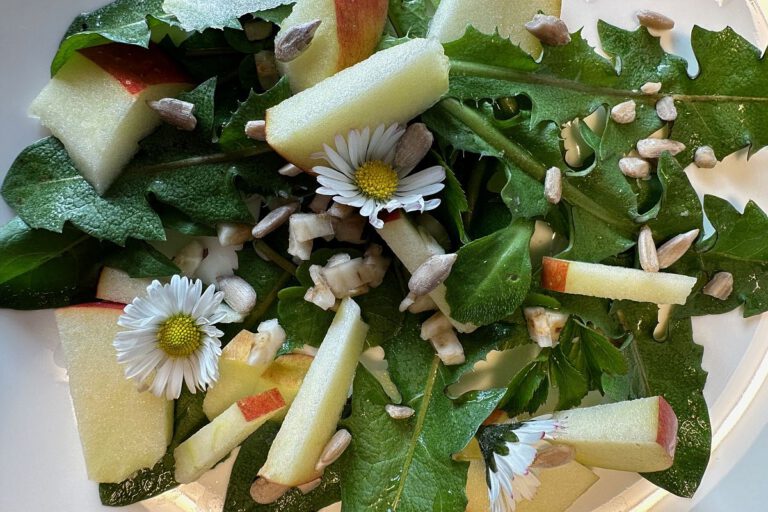 Löwenzahnsalat (mit Wurzel) - Kräuterkiste