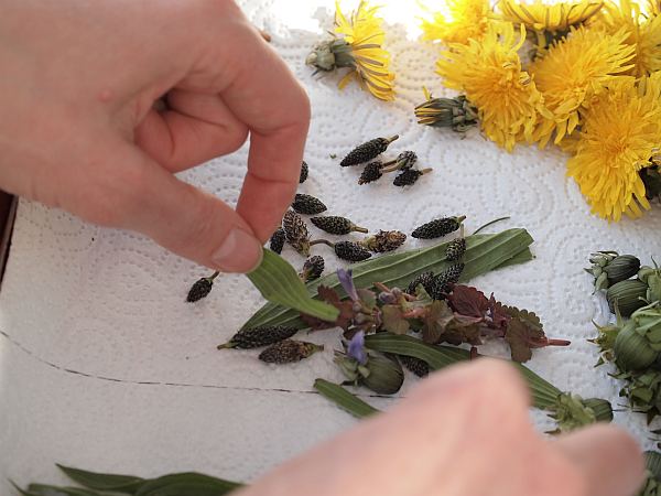..und ab in den Salat mit den Wildkräutern