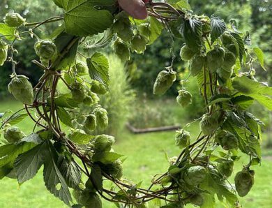 Bald ist Hopfenzeit – was Ihr mit Hopfen noch alles machen könnt