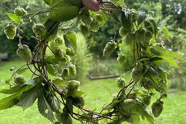 Bald ist Hopfenzeit – was Ihr mit Hopfen noch alles machen könnt