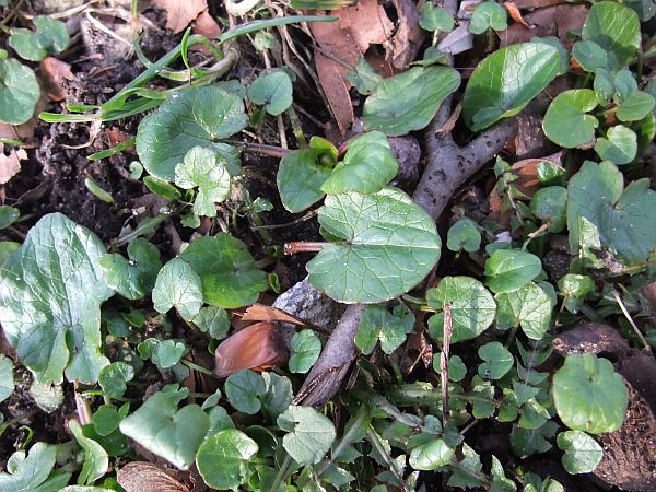 Schon gefunden….Scharbockskraut