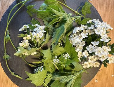 Weißdorn, Knoblauchsrauke, Buchenblätter, Hopfen…von unterwegs…