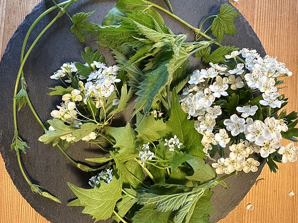 Weißdorn, Knoblauchsrauke, Buchenblätter, Hopfen…von unterwegs…